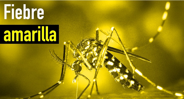  Se descartan casos de  fiebre amarilla en el Huila