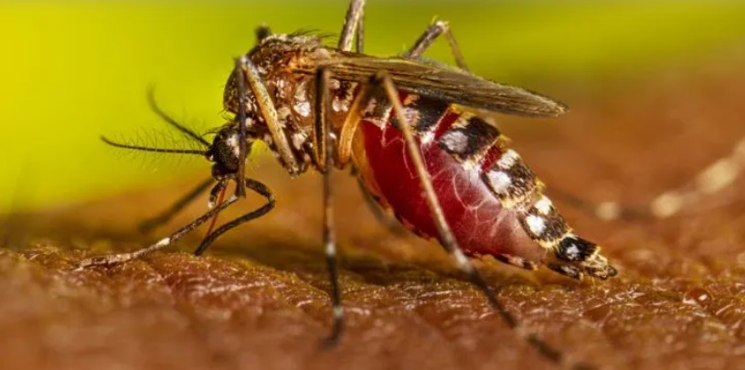  Huila supera los 13.000 casos de dengue