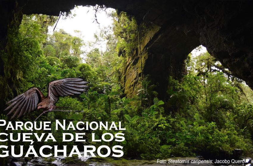 PNN Cueva de los Guácharos cumplió 65 años como reserva natural, la primera declarada en el país