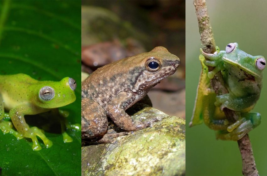 El Huila logra tres nuevos registros de ranas, los registros se hicieron en Isnos y Neiva